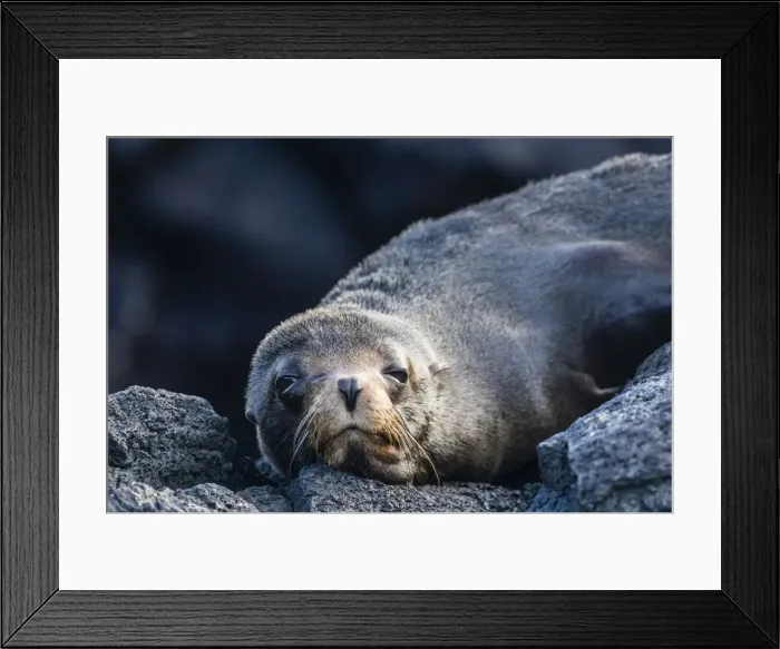 Framed Print : Adult Galapagos fur seal (Arctocephalus galapagoensis), hauled out on Santiago Island Framed Print : Adult Galapagos fur seal (Arctocephalus galapagoensis), hauled out on Santiago Island
