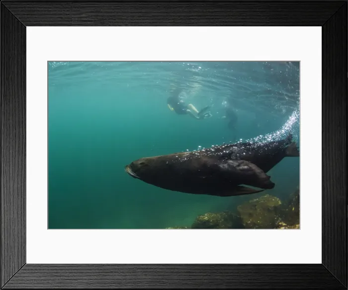 Framed Print : Adult bull Galapagos fur seal (Arctocephalus galapagoensis) underwater on Genovesa Island