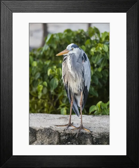 Framed Print : Adult Great blue heron (Ardea herodias), in the town of Puerto Baquerizo Moreno, Isla San Cristobal