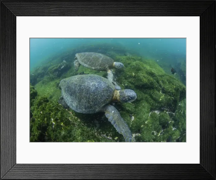 Framed Print : Pacific green sea turtles (Chelonia mydas) underwater on Fernandina Island, Galapagos Framed Print : Pacific green sea turtles (Chelonia mydas) underwater on Fernandina Island, Galapagos