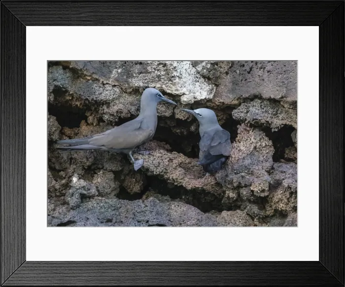 Framed Print : Brown noddy (Anous stolidus) pair at nest site on Floreana Island, Galapagos, Ecuador Framed Print : Brown noddy (Anous stolidus) pair at nest site on Floreana Island, Galapagos, Ecuador