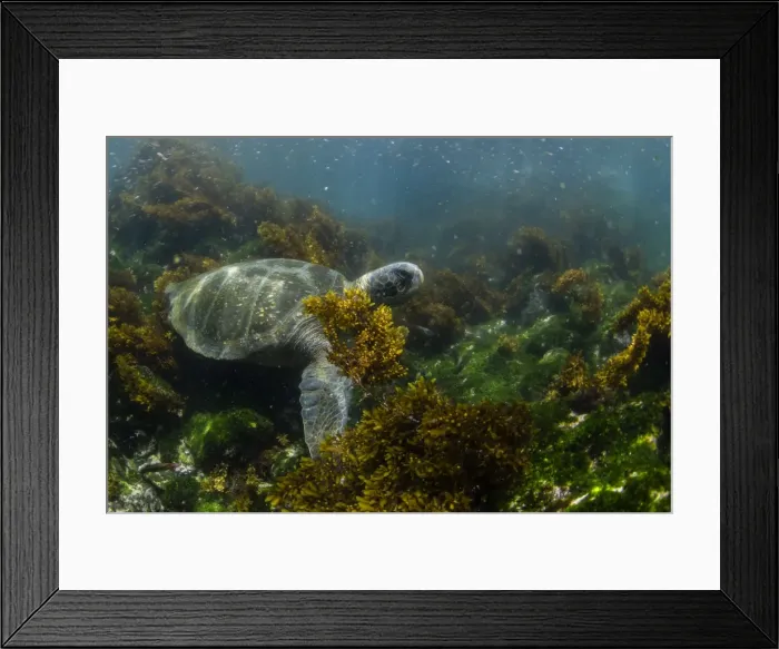 Framed Print : Pacific green sea turtle (Chelonia mydas) underwater on Fernandina Island, Galapagos Framed Print : Pacific green sea turtle (Chelonia mydas) underwater on Fernandina Island, Galapagos