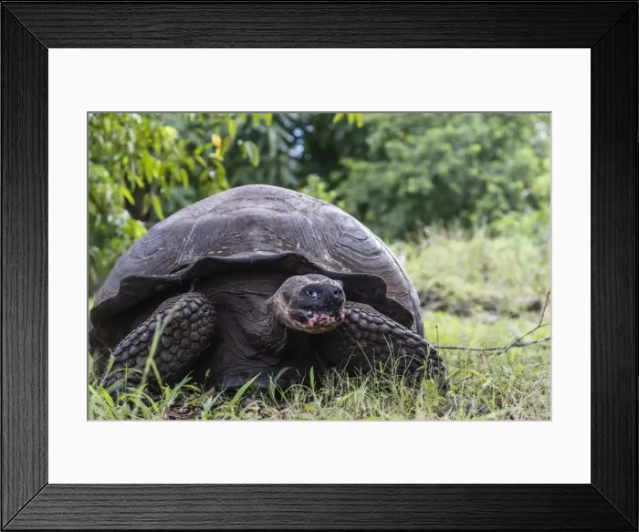 Framed Print : Wild Galapagos giant tortoise (Geochelone elephantopus), Santa Cruz Island, Galapagos Framed Print : Wild Galapagos giant tortoise (Geochelone elephantopus), Santa Cruz Island, Galapagos