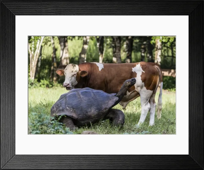 Framed Print : Wild Galapagos giant tortoise (Geochelone elephantopus) with cow on Santa Cruz Island Framed Print : Wild Galapagos giant tortoise (Geochelone elephantopus) with cow on Santa Cruz Island