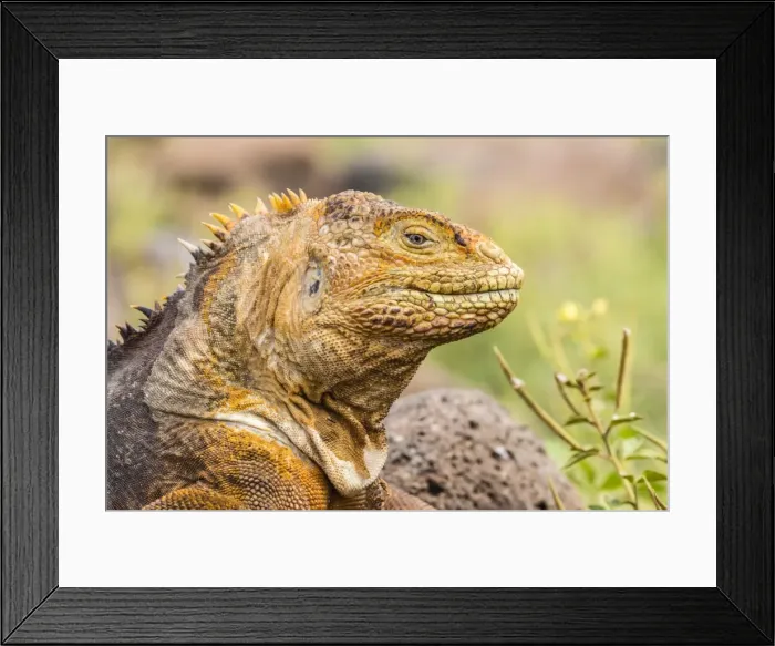Framed Print : An adult Galapagos land iguana (Conolophus subcristatus), head detail, North Seymour Island Framed Print : An adult Galapagos land iguana (Conolophus subcristatus), head detail, North Seymour Island