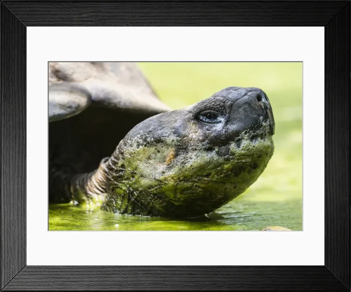 Framed Print : Wild Galapagos giant tortoise (Geochelone elephantopus) in mud pit on Santa Cruz Island Framed Print : Wild Galapagos giant tortoise (Geochelone elephantopus) in mud pit on Santa Cruz Island