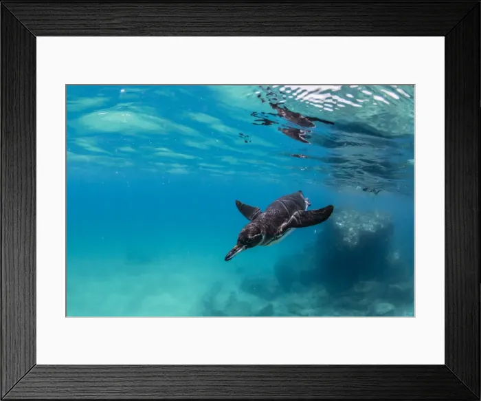 Framed Print : Galapagos penguin (Spheniscus mendiculus) swimming underwater at Bartolome Island Framed Print : Galapagos penguin (Spheniscus mendiculus) swimming underwater at Bartolome Island