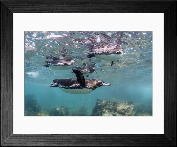 Framed Print : Galapagos penguins (Spheniscus mendiculus) swimming underwater at Bartolome Island Framed Print : Galapagos penguins (Spheniscus mendiculus) swimming underwater at Bartolome Island