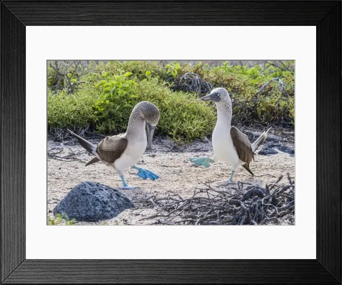Framed Print : Blue-footed booby (Sula nebouxii) pair in courtship display on North Seymour Island Framed Print : Blue-footed booby (Sula nebouxii) pair in courtship display on North Seymour Island