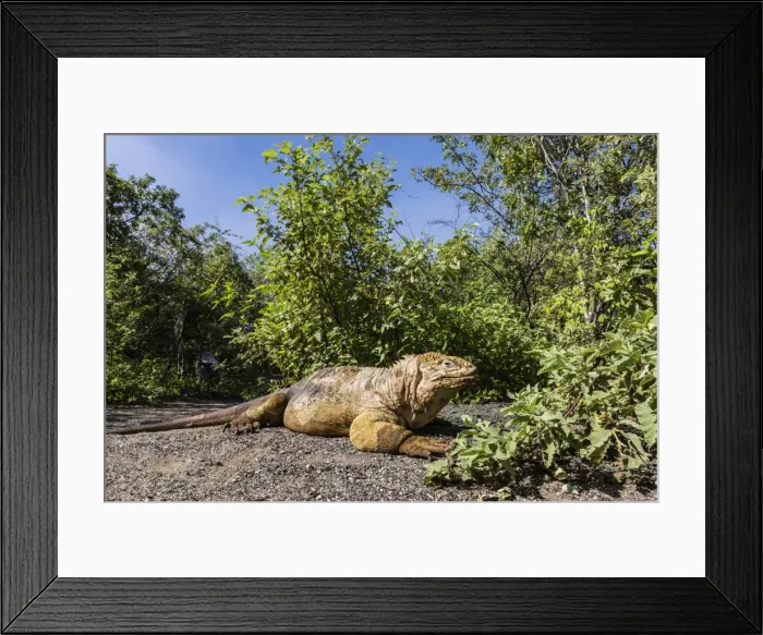 Framed Print : Adult Galapagos land iguana (Conolophus subcristatus) basking in Urbina Bay, Isabela Island Framed Print : Adult Galapagos land iguana (Conolophus subcristatus) basking in Urbina Bay, Isabela Island