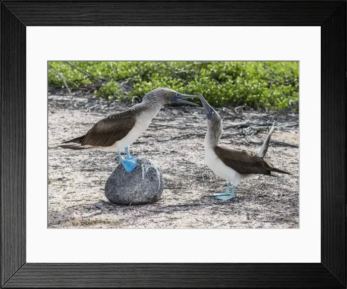 Framed Print : Blue-footed booby (Sula nebouxii) pair in courtship display on North Seymour Island Framed Print : Blue-footed booby (Sula nebouxii) pair in courtship display on North Seymour Island
