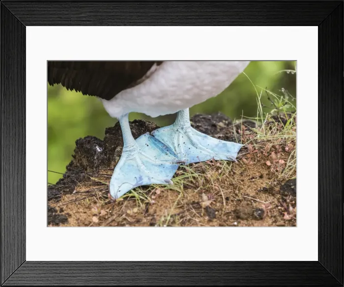 Framed Print : Adult blue-footed booby (Sula nebouxii), feet detail on San Cristobal Island, Galapagos Framed Print : Adult blue-footed booby (Sula nebouxii), feet detail on San Cristobal Island, Galapagos
