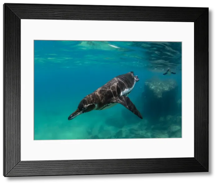Framed Print : Galapagos penguin (Spheniscus mendiculus) swimming underwater at Bartolome Island Framed Print : Galapagos penguin (Spheniscus mendiculus) swimming underwater at Bartolome Island