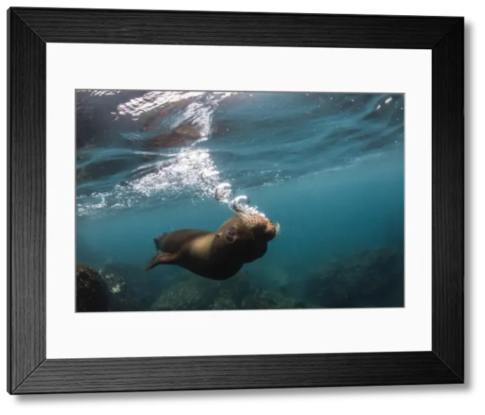 Framed Print : Galapagos sea lion (Zalophus wollebaeki) underwater at Santiago Island, Galapagos Framed Print : Galapagos sea lion (Zalophus wollebaeki) underwater at Santiago Island, Galapagos