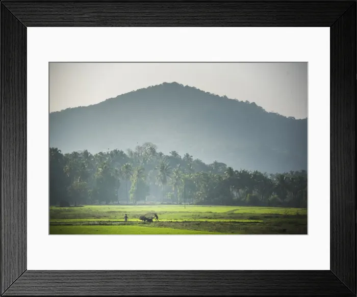 Framed Print : Rice paddy fields, Palolem, Goa, India, asia Framed Print : Rice paddy fields, Palolem, Goa, India, asia
