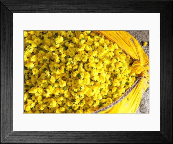 Framed Print : Cut yellow marigolds, weighed and bagged in cotton cloth bundle, for sale in