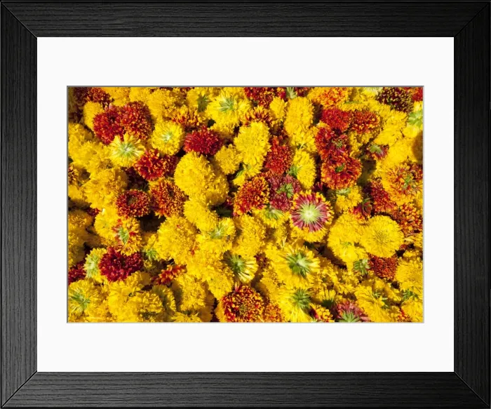 Framed Print : Cut yellow marigolds for sale in the early morning flower market, Jaipur, Rajasthan Framed Print : Cut yellow marigolds for sale in the early morning flower market, Jaipur, Rajasthan