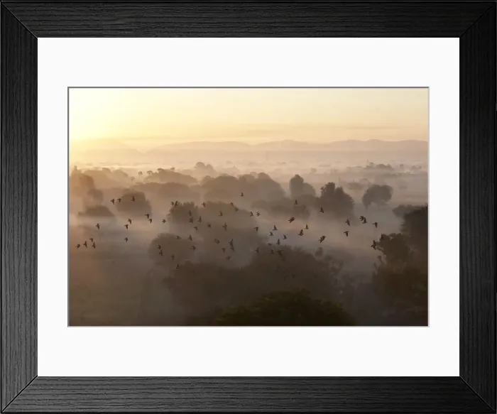 Framed Print : Flock of birds flying above atmospheric misty early morning landscape of trees Framed Print : Flock of birds flying above atmospheric misty early morning landscape of trees