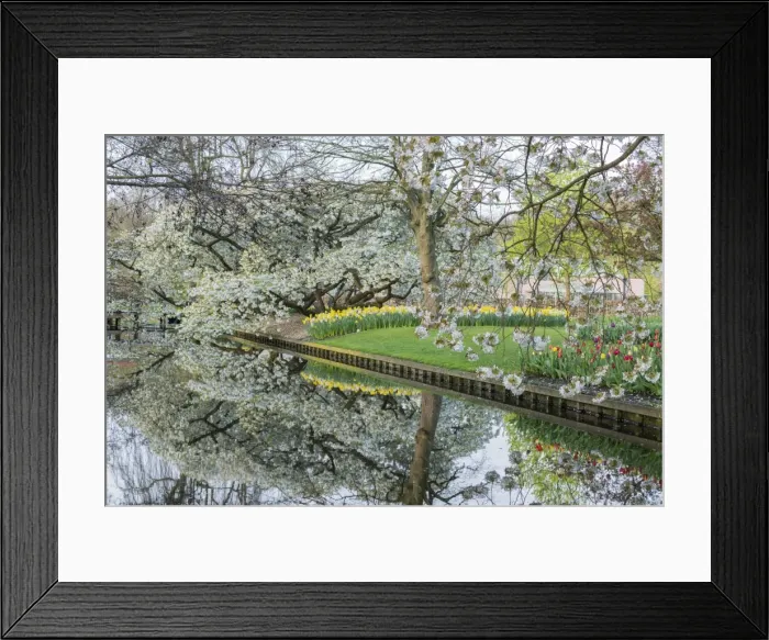 Framed Print : Tree, water canal and flowers at Keukenhof Gardens, Lisse, South Holland province Framed Print : Tree, water canal and flowers at Keukenhof Gardens, Lisse, South Holland province
