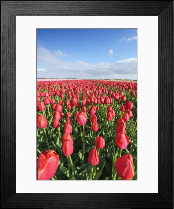 Framed Print : Red tulips in field, Yersekendam, Zeeland province, Netherlands, Europe Framed Print : Red tulips in field, Yersekendam, Zeeland province, Netherlands, Europe