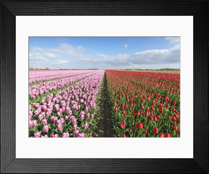 Framed Print : Pink and red tulips in vast field, Yersekendam, Zeeland province, Netherlands, Europe Framed Print : Pink and red tulips in vast field, Yersekendam, Zeeland province, Netherlands, Europe