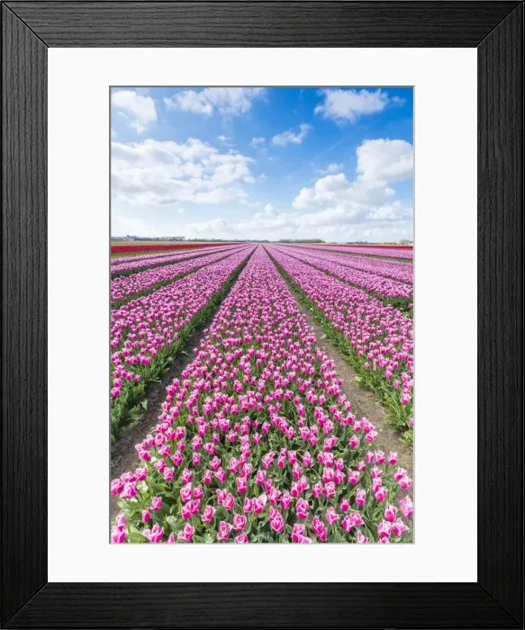 Framed Print : Pink and white tulips and clouds in the sky, Yersekendam, Zeeland province, Netherlands Framed Print : Pink and white tulips and clouds in the sky, Yersekendam, Zeeland province, Netherlands
