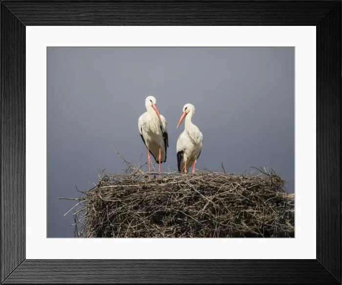 Framed Print : Pair of white storks on nest, Silves, Algarve, Portugal, Europe Framed Print : Pair of white storks on nest, Silves, Algarve, Portugal, Europe