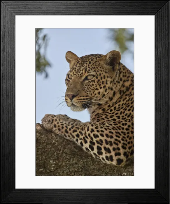 Framed Print : Leopard (Panthera pardus) relaxing in a tree, Serengeti National Park, Tanzania, East Africa Framed Print : Leopard (Panthera pardus) relaxing in a tree, Serengeti National Park, Tanzania, East Africa