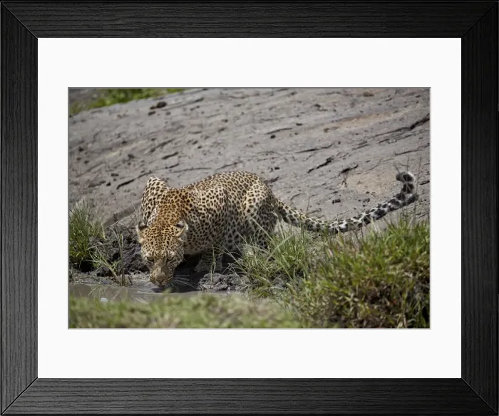 Framed Print : Leopard (Panthera pardus) drinking, Serengeti National Park, Tanzania, East Africa