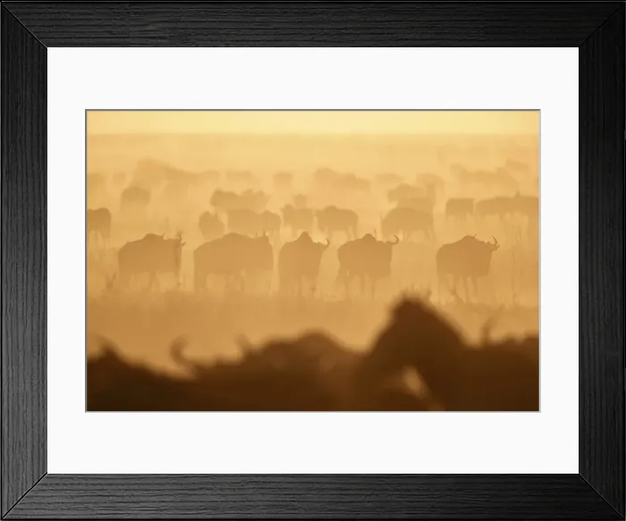 Framed Print : The Migration, blue wildebeest (Connochaetes taurinus) and common zebra (Equus burchelli) Framed Print : The Migration, blue wildebeest (Connochaetes taurinus) and common zebra (Equus burchelli)