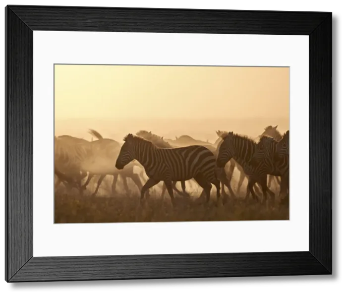 Framed Print : The Migration, common zebra (plains zebra) (Burchells zebra) (Equus burchelli) Framed Print : The Migration, common zebra (plains zebra) (Burchells zebra) (Equus burchelli)