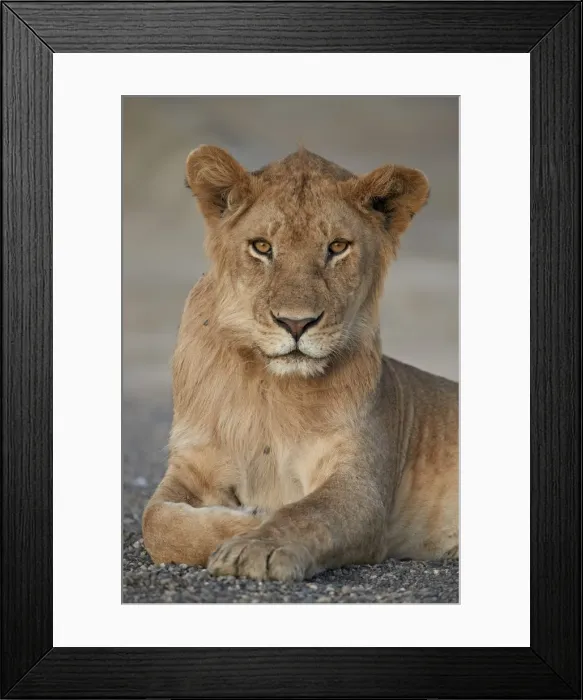 Framed Print : Young male lion (Panthera leo), Serengeti National Park, Tanzania, East Africa, Africa Framed Print : Young male lion (Panthera leo), Serengeti National Park, Tanzania, East Africa, Africa