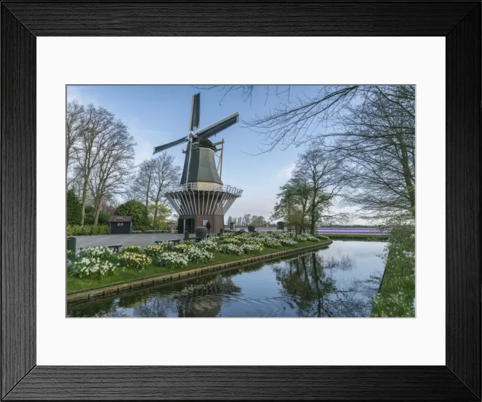 Framed Print : Windmill, daffodils and water canal at Keukenhof Gardens, Lisse, South Holland province