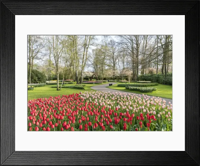 Framed Print : Red and pink tulips at Keukenhof Gardens, Lisse, South Holland province, Netherlands