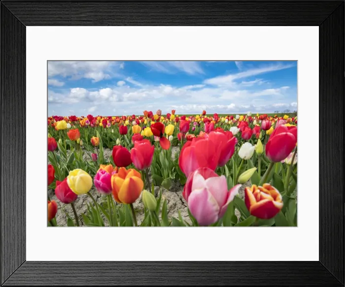 Framed Print : Multicoloured tulip field, Yersekendam, Zeeland province, Netherlands, Europe Framed Print : Multicoloured tulip field, Yersekendam, Zeeland province, Netherlands, Europe