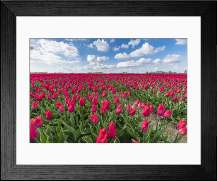 Framed Print : Pink tulips and clouds in the sky, Yersekendam, Zeeland province, Netherlands, Europe Framed Print : Pink tulips and clouds in the sky, Yersekendam, Zeeland province, Netherlands, Europe