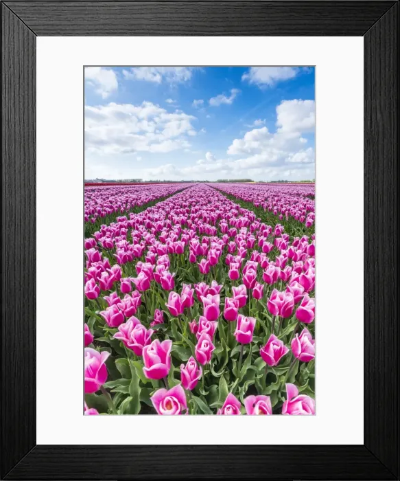 Framed Print : Pink and white tulips and clouds in the sky, Yersekendam, Zeeland province, Netherlands Framed Print : Pink and white tulips and clouds in the sky, Yersekendam, Zeeland province, Netherlands