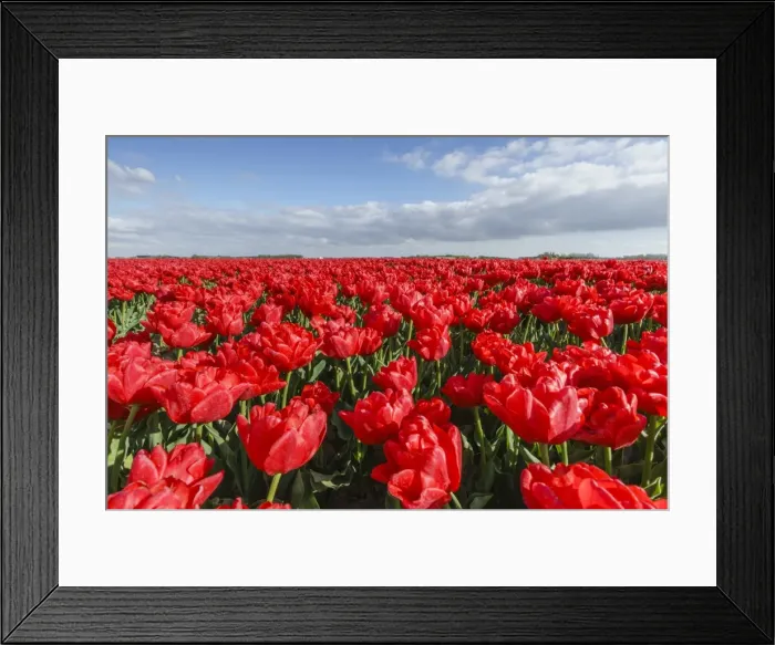 Framed Print : Red tulips and clouds in the sky, Yersekendam, Zeeland province, Netherlands, Europe