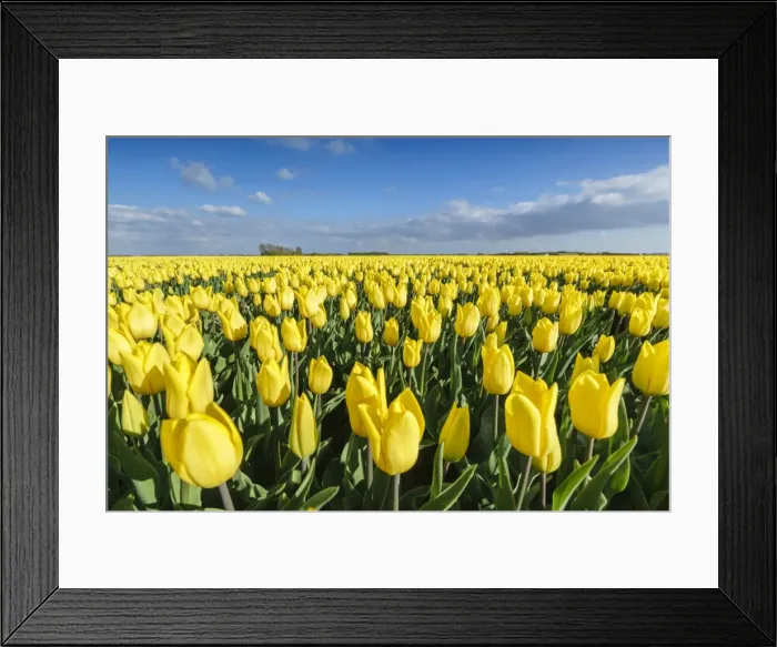 Framed Print : Yellow tulips in a field, Yersekendam, Zeeland province, Netherlands, Europe Framed Print : Yellow tulips in a field, Yersekendam, Zeeland province, Netherlands, Europe