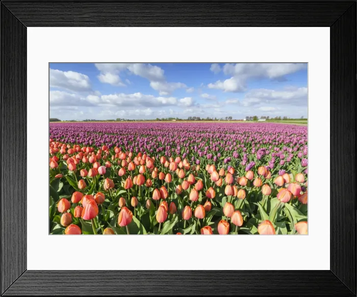 Framed Print : Orange and pink tulips in a field, Yersekendam, Zeeland province, Netherlands, Europe Framed Print : Orange and pink tulips in a field, Yersekendam, Zeeland province, Netherlands, Europe