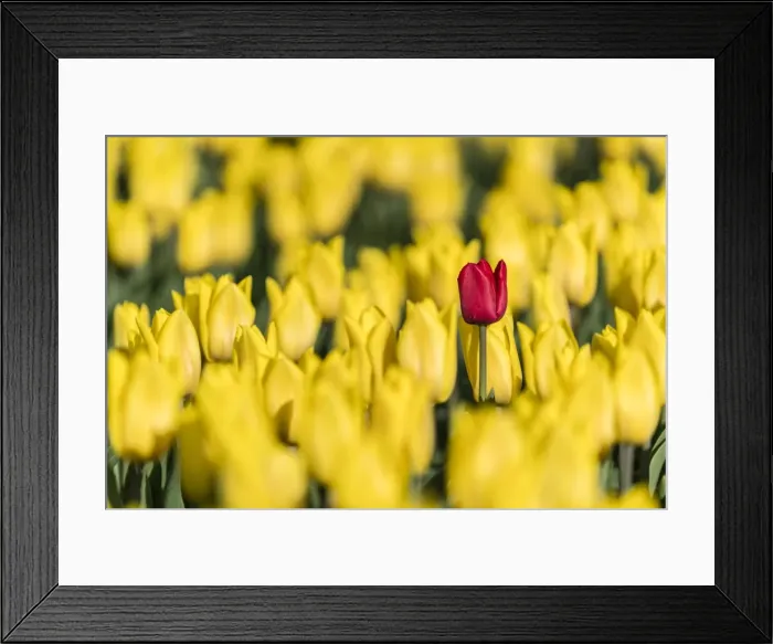 Framed Print : Single red tulip in a field of yellow tulips, Yersekendam, Zeeland province, Netherlands Framed Print : Single red tulip in a field of yellow tulips, Yersekendam, Zeeland province, Netherlands