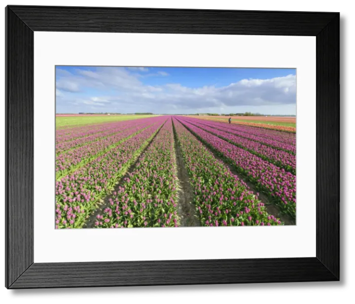 Framed Print : Pink tulips in field, Yersekendam, Zeeland province, Netherlands, Europe Framed Print : Pink tulips in field, Yersekendam, Zeeland province, Netherlands, Europe