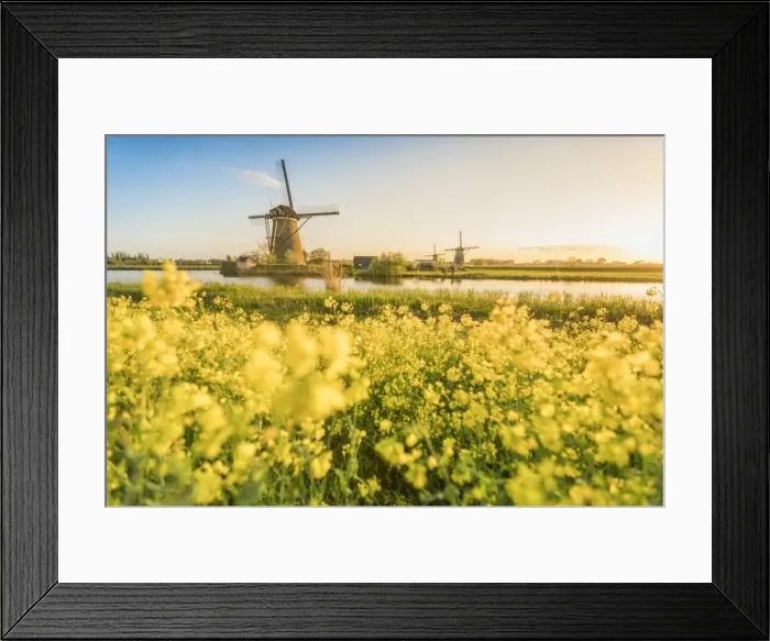 Framed Print : Golden light over the windmills with yellow flowers in the foreground, Kinderdijk Framed Print : Golden light over the windmills with yellow flowers in the foreground, Kinderdijk