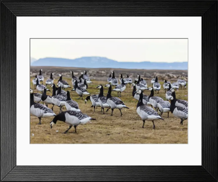 Framed Print : Barnacle goose (Branta leucopsis), Spitsbergen, Svalbard, Arctic, Norway, Europe Framed Print : Barnacle goose (Branta leucopsis), Spitsbergen, Svalbard, Arctic, Norway, Europe