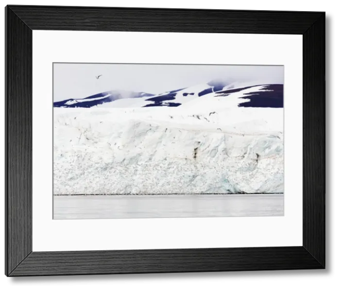 Framed Print : Black legged kittywake gulls (Rissa), Hornbreen Glacier, Spitsbergen, Svalbard, Arctic Framed Print : Black legged kittywake gulls (Rissa), Hornbreen Glacier, Spitsbergen, Svalbard, Arctic