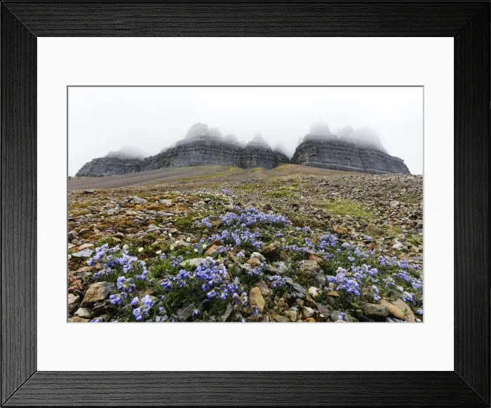 Framed Print : Skansen in Billefjorden, Jacobs ladder flower (Polemonium caeruleum), Spitsbergen Framed Print : Skansen in Billefjorden, Jacobs ladder flower (Polemonium caeruleum), Spitsbergen
