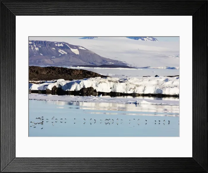 Framed Print : Thick billed murre (Bronnichs guillemot) (Uria Iomvia) in flight, Spitsbergen, Svalbard Framed Print : Thick billed murre (Bronnichs guillemot) (Uria Iomvia) in flight, Spitsbergen, Svalbard