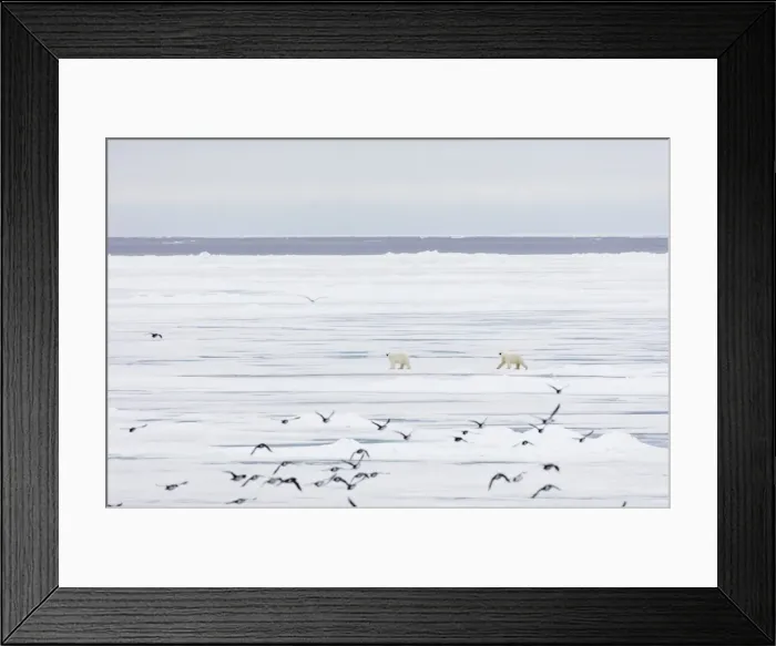 Framed Print : Polar bear (Ursus maritimus), Spitsbergen, Svalbard, Arctic, Norway, Europe Framed Print : Polar bear (Ursus maritimus), Spitsbergen, Svalbard, Arctic, Norway, Europe