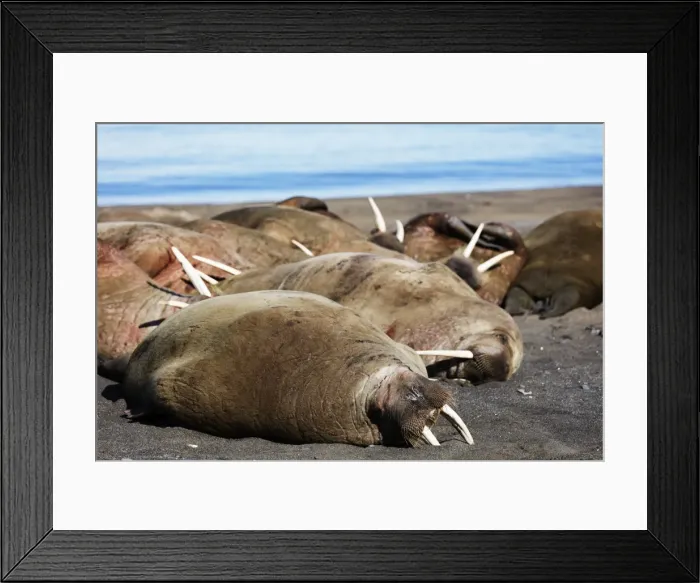 Framed Print : Walrus (Odobenus rosmarus), Kapp Lee, Spitsbergen, Svalbard, Arctic, Norway, Europe Framed Print : Walrus (Odobenus rosmarus), Kapp Lee, Spitsbergen, Svalbard, Arctic, Norway, Europe