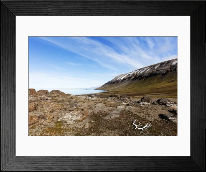 Framed Print : Moulted Reindeer antlers, Kapp Lee, Spitsbergen, Svalbard, Arctic, Norway, Europe Framed Print : Moulted Reindeer antlers, Kapp Lee, Spitsbergen, Svalbard, Arctic, Norway, Europe